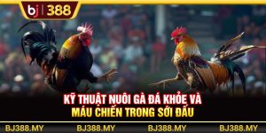 Kỹ Thuật Nuôi Gà Đá Khỏe Và Máu Chiến Trong Những Sới Đấu Tại BJ388