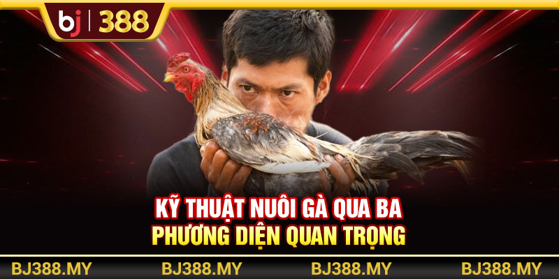 Kỹ thuật nuôi gà qua ba phương diện quan trọng