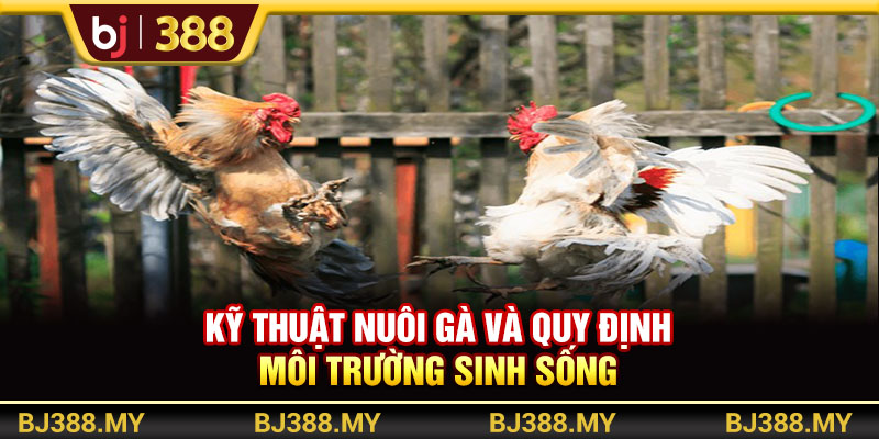Kỹ thuật nuôi gà và quy định môi trường sinh sống