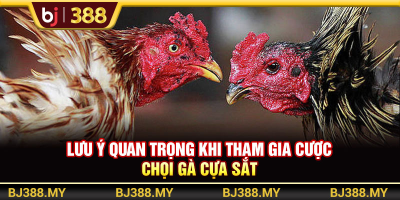 Lưu ý quan trọng khi tham gia cược chọi gà cựa sắt