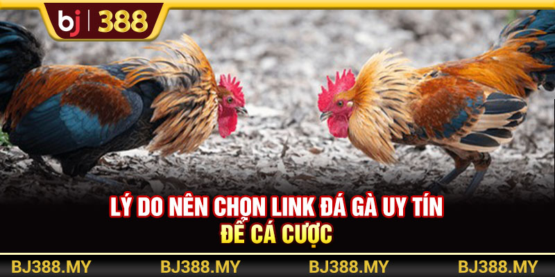 Lý do nên chọn link đá gà uy tín để cá cược