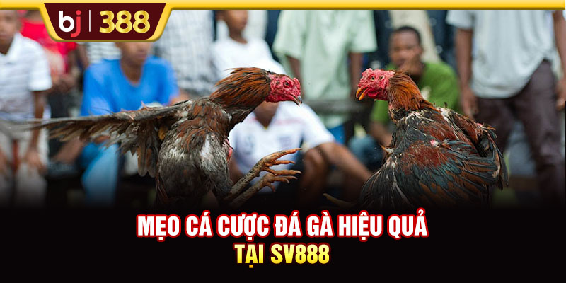 Mẹo cá cược đá gà hiệu quả tại SV888