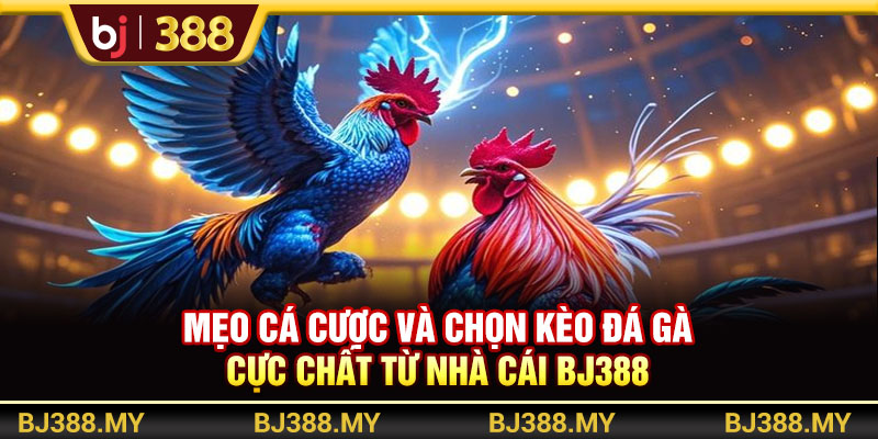 Mẹo Cá Cược Và Chọn Kèo Đá Gà Cực Chất Từ Nhà Cái BJ388