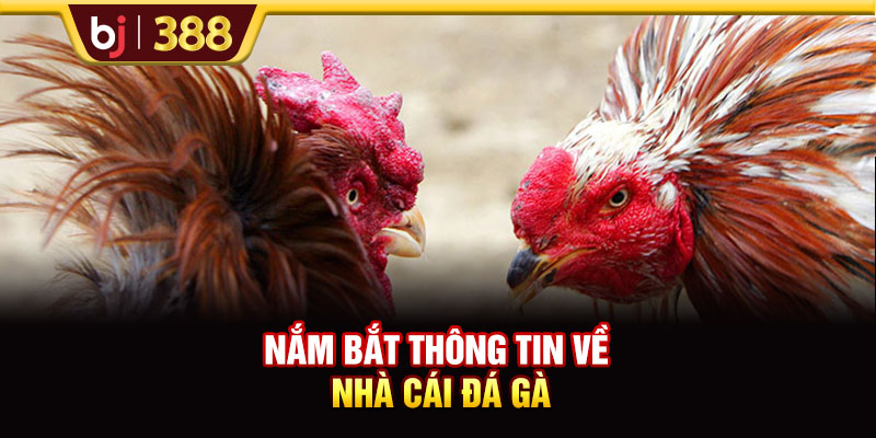 Nắm bắt thông tin về nhà cái đá gà