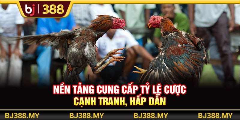 Nền tảng cung cấp tỷ lệ cược cạnh tranh, hấp dẫn