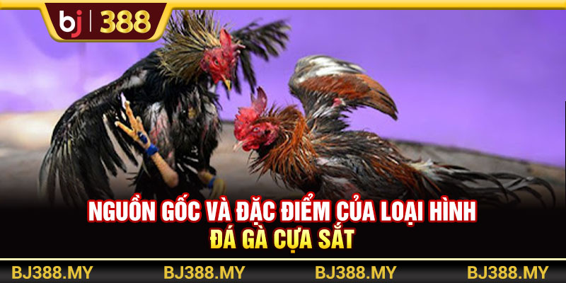 Nguồn gốc và đặc điểm của loại hình đá gà cựa sắt