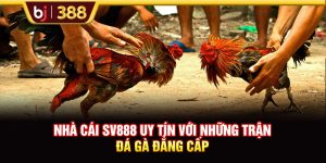 Nhà Cái SV888 Uy Tín Với Những Trận Đá Gà Đẳng Cấp