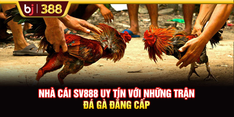 Nhà Cái SV888 Uy Tín Với Những Trận Đá Gà Đẳng Cấp