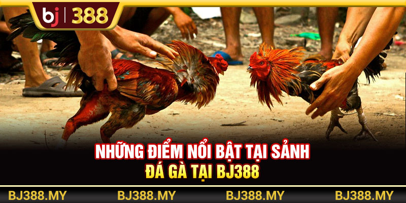 Những điểm nổi bật tại sảnh đá gà BJ388