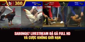 SABONG67 Livestream Đá Gà Full HD Và Cược Không Giới Hạn