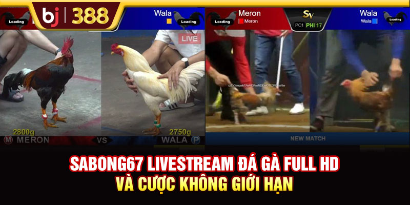 SABONG67 Livestream Đá Gà Full HD Và Cược Không Giới Hạn