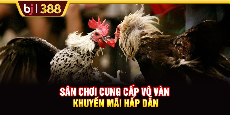 Sân chơi cung cấp vô vàn khuyến mãi hấp dẫn