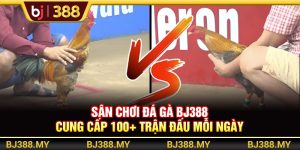 Sân Chơi Đá Gà BJ388 Cung Cấp 100+ Trận Đấu Mỗi Ngày