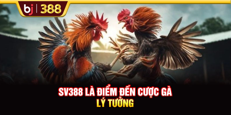 SV388 là điểm đến cược gà lý tưởng