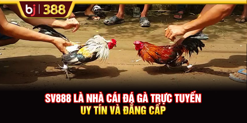SV888 là nhà cái đá gà trực tuyến uy tín và đẳng cấp