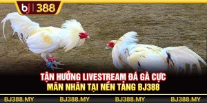 Tận Hưởng Livestream Đá Gà Cực Mãn Nhãn Tại Nền Tảng BJ388
