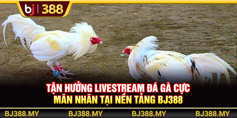 Tận Hưởng Livestream Đá Gà Cực Mãn Nhãn Tại Nền Tảng BJ388