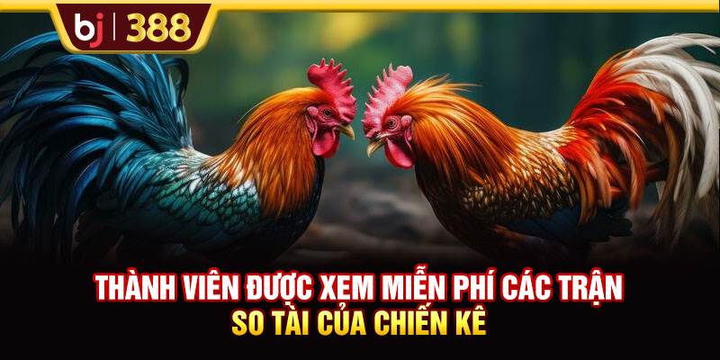 Thành viên được xem miễn phí cá trận so tài của chiến kê