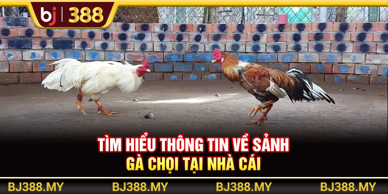 Tìm hiểu thông tin về sảnh gà chọi tại nhà cái