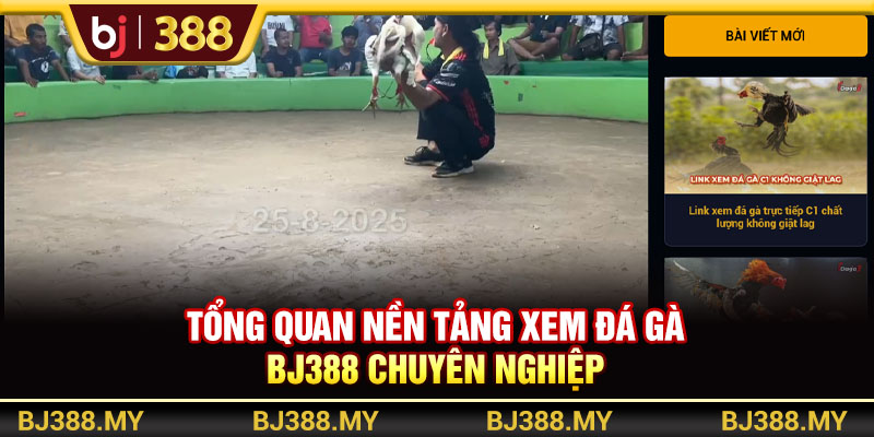Tổng quan nền tảng xem đá gà BJ388 chuyên nghiệp