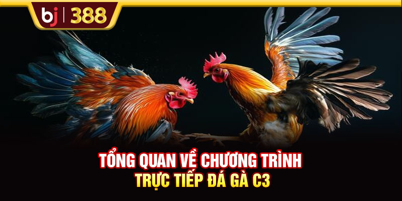 Tổng quan về chương trình trực tiếp đá gà C3