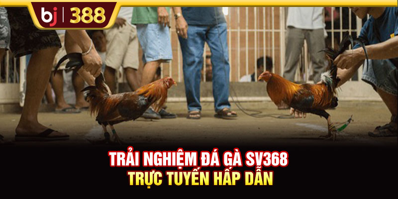 Trải nghiệm đá gà SV368 trực tuyến hấp dẫn