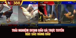 Trải Nghiệm SV388 Đấu Gà Trực Tuyến Đặc Sắc Hàng Đầu