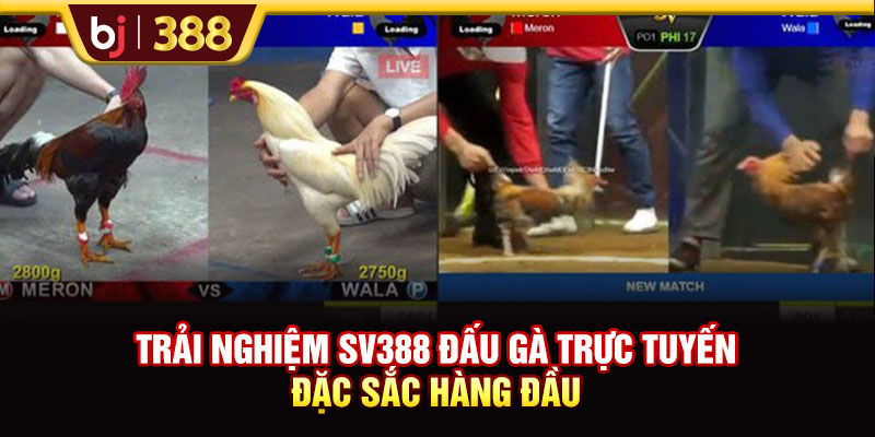 Trải Nghiệm SV388 Đấu Gà Trực Tuyến Đặc Sắc Hàng Đầu