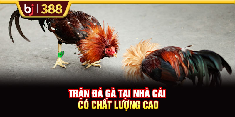 Trận đá gà tại nhà cái có chất lượng cao