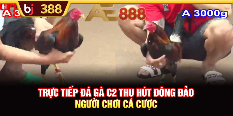 Trực tiếp đá gà C2 thu hút đông đảo người chơi cá cược