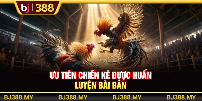 Ưu tiên cược vào các chiến kê có sức mạnh tốt