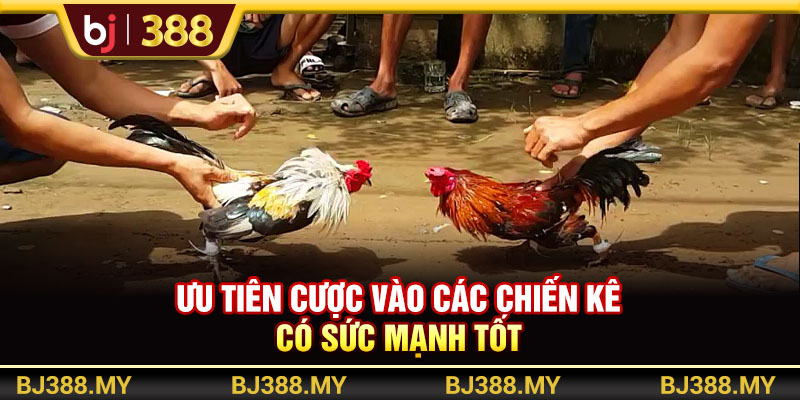 Ưu tiên chiến kê được huấn luyện bài bản
