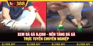 Xem Đá Gà BJ388 - Nền Tảng Đá Gà Trực Tuyến Chuyên Nghiệp